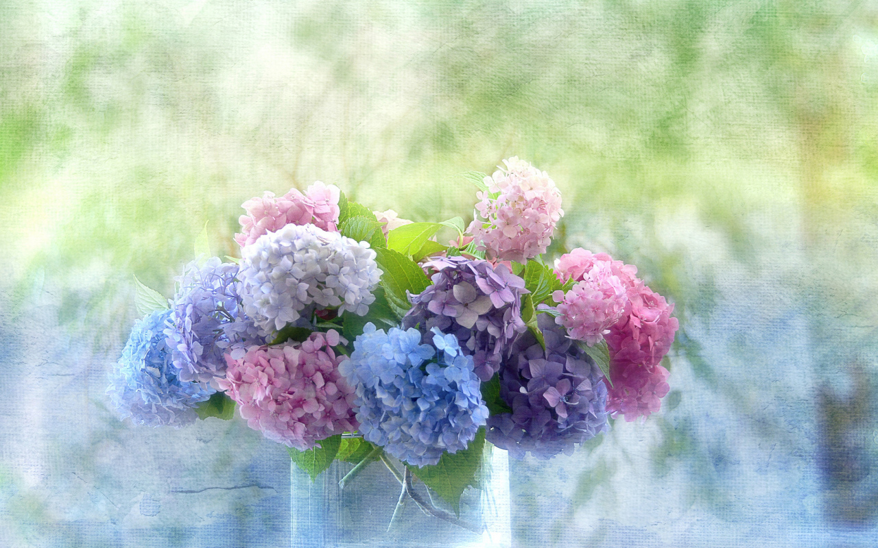 Красивые цветы гортензия в вазе