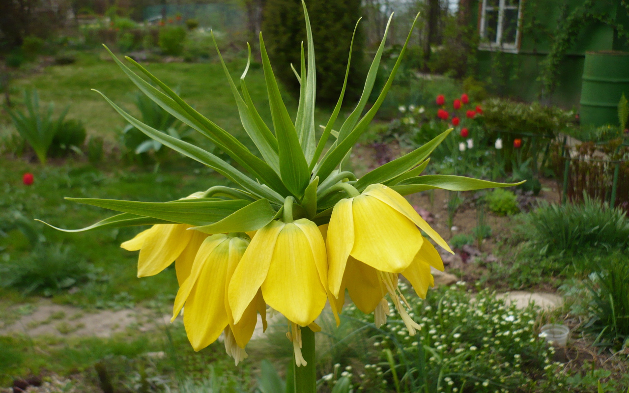 Красивый рябчик императорский на дачном участке