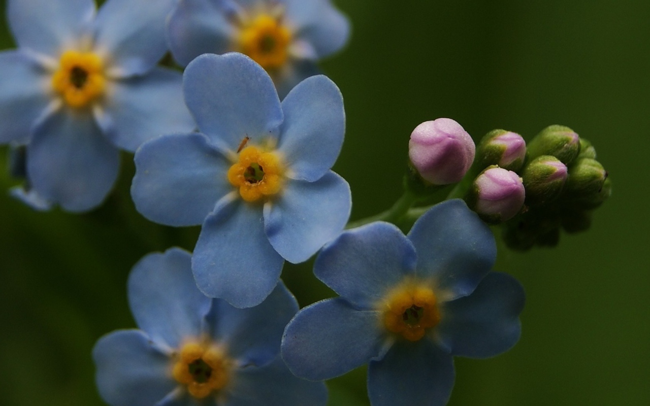 Красивые лепестки растения бруннера