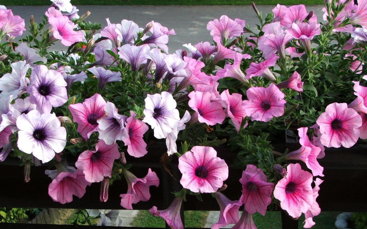 Красивая петуния на дачном участке