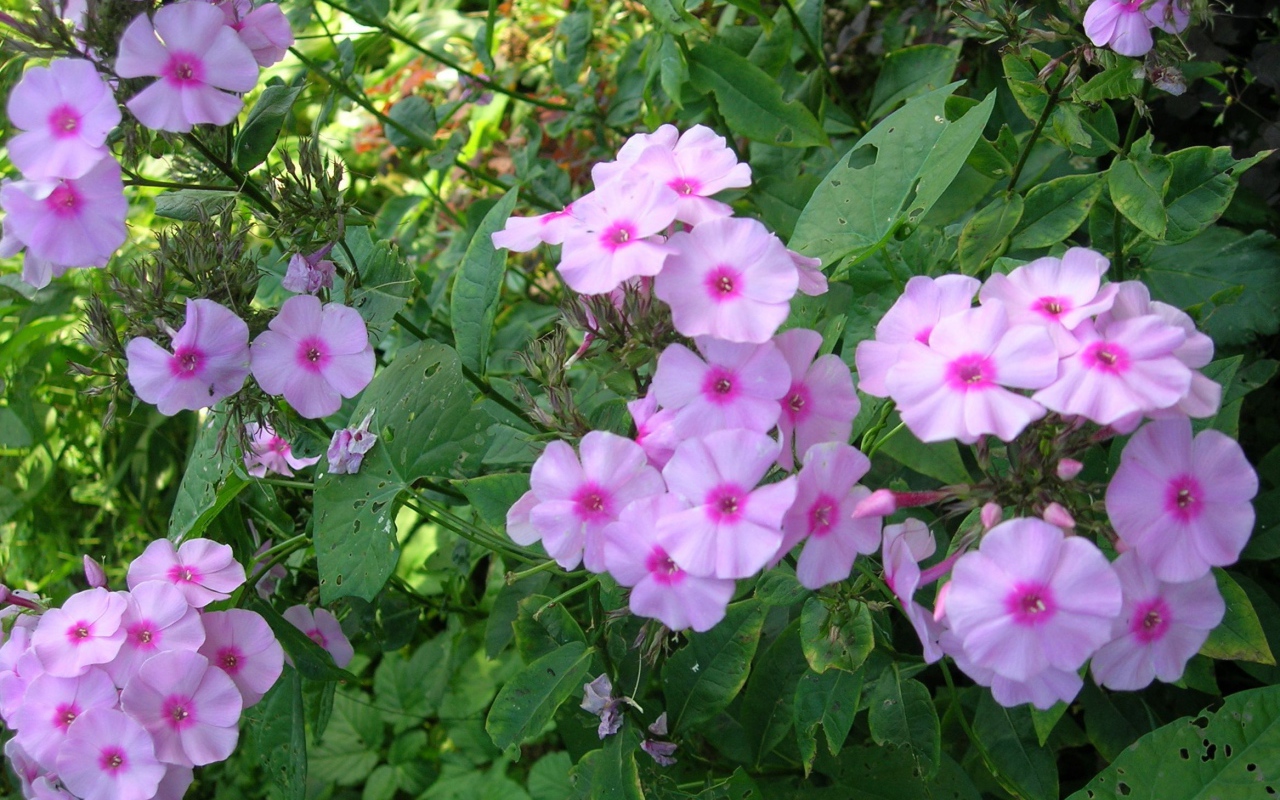 Красивые флоксы в саду