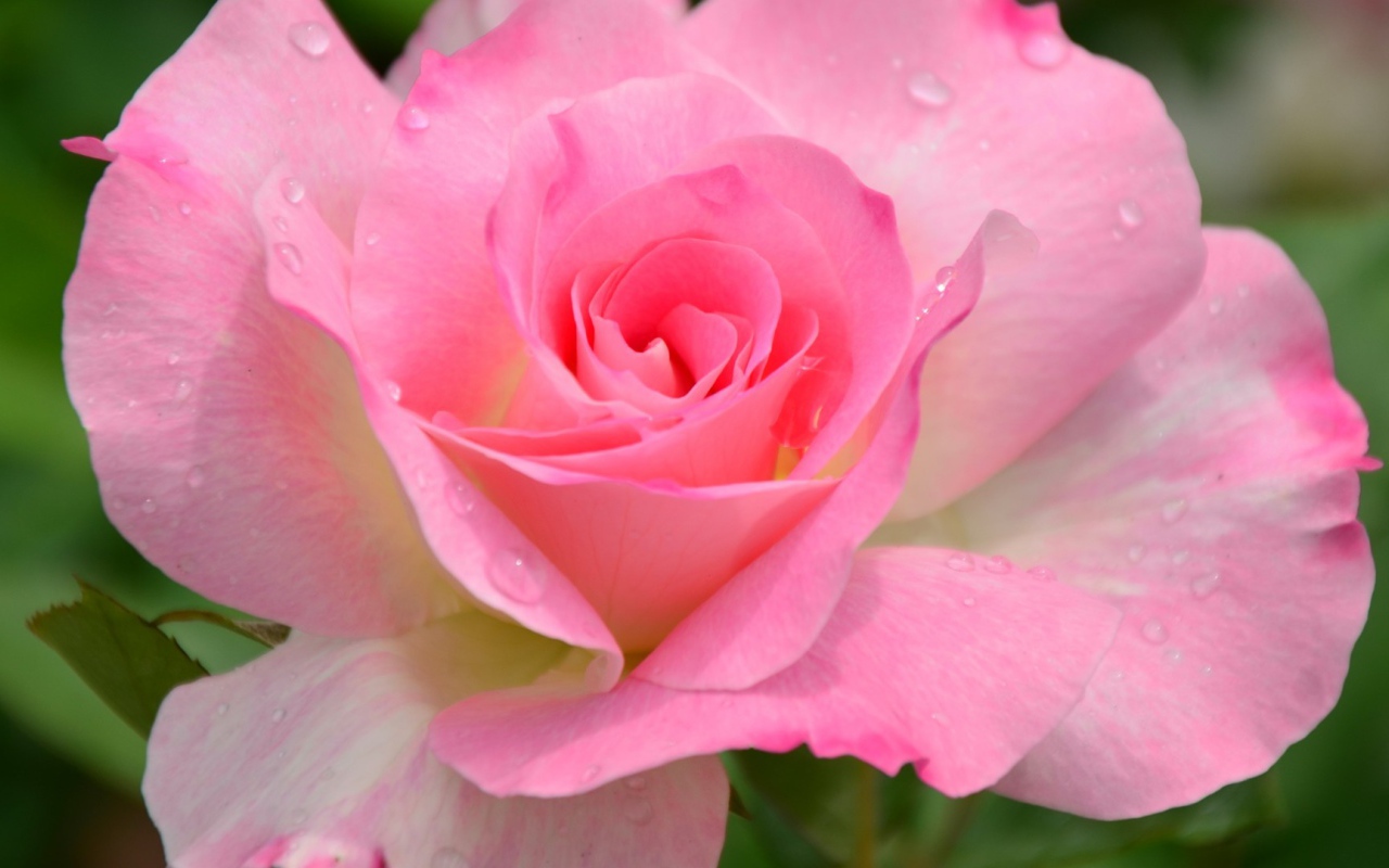 Красивый розовый цветок