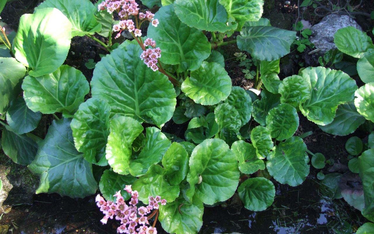 Красивое растение бадан на солнце