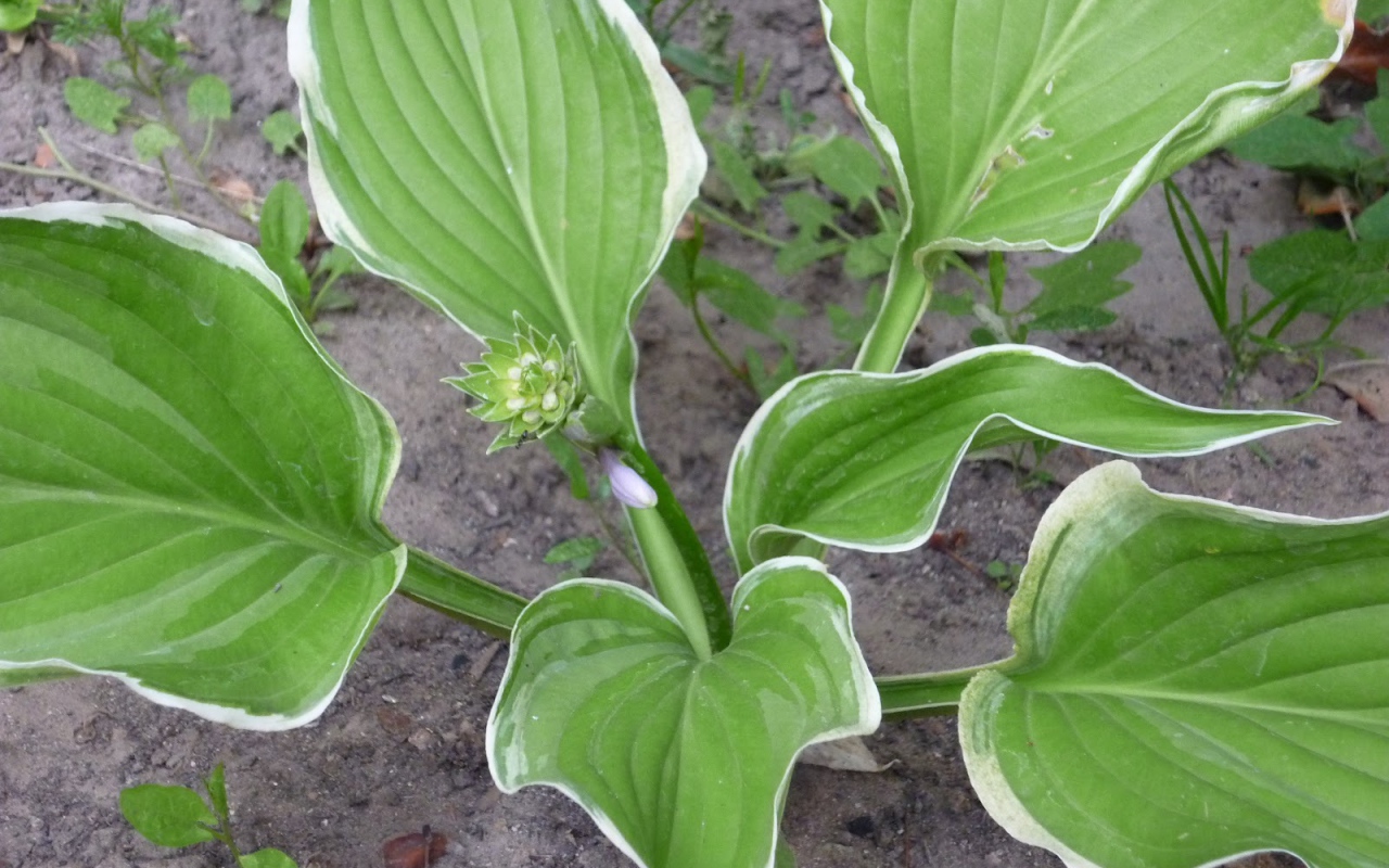 Красивое растение хоста на поляне