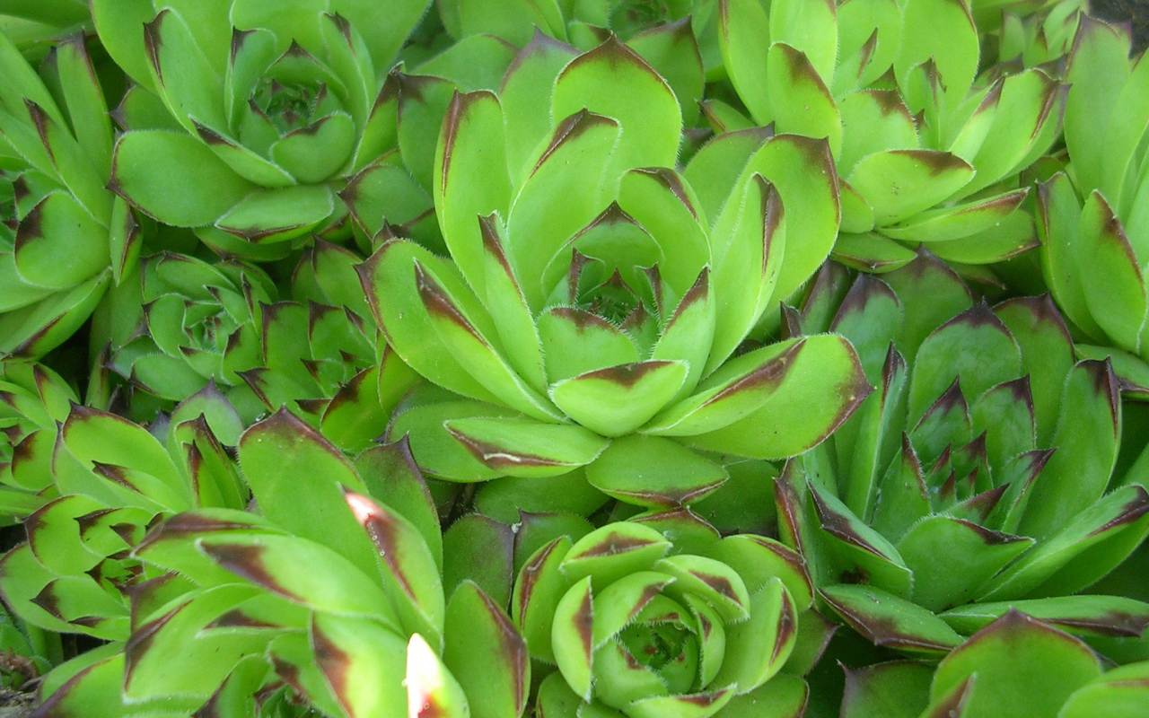 Красивое растение молодило в лесу