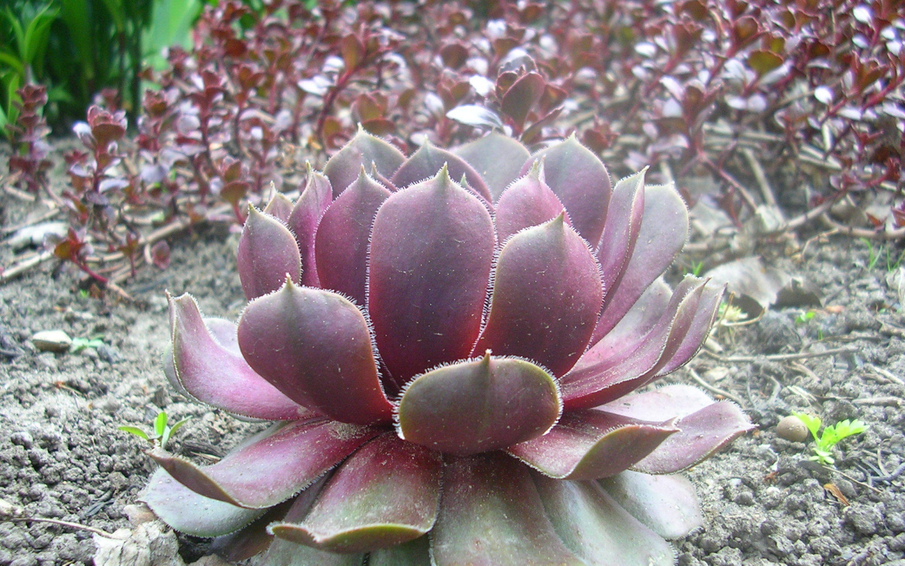 Красивое растение молодило на поляне