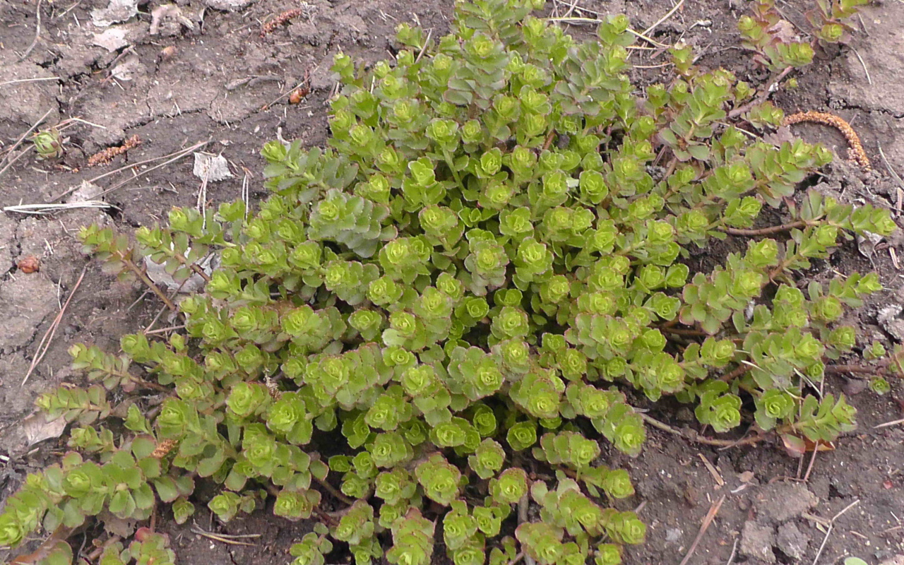 Красивое растение седум на дачном участке