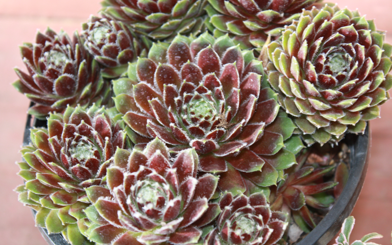 Красивое растение молодило в горшке