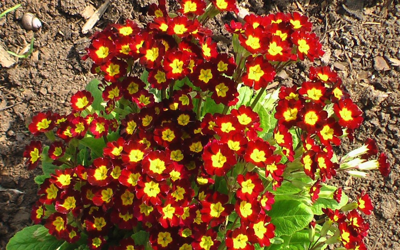 Красивая примула в саду