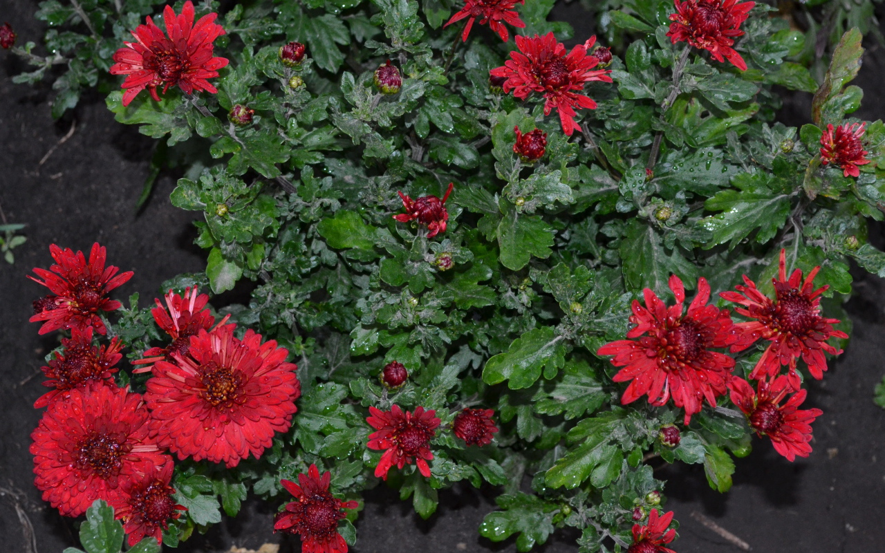 Красивые красные цветы хризантема