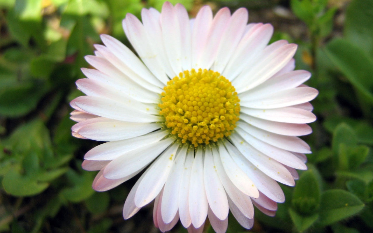 Красивые весенние маргаритки