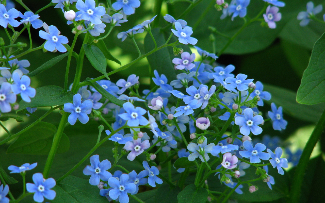 Красивые весенние цветы бруннера