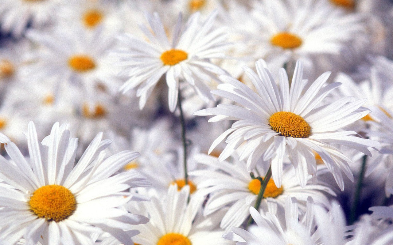 Красивые белые цветы