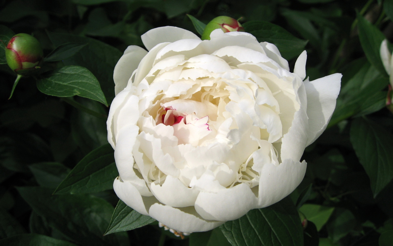 Красивый белый пион