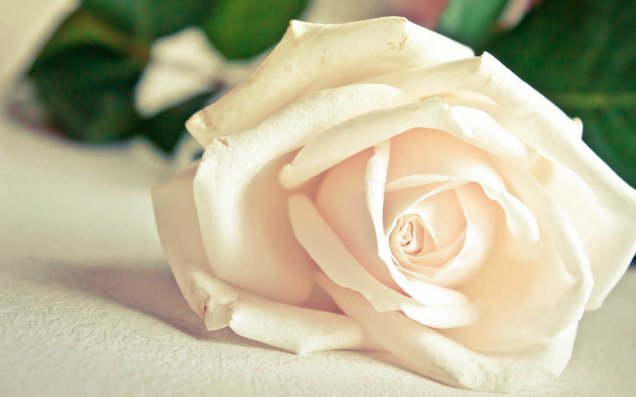 Красивая белая роза на белом столе