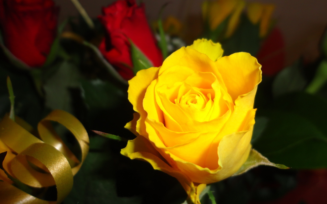 Красивая жёлтая роза