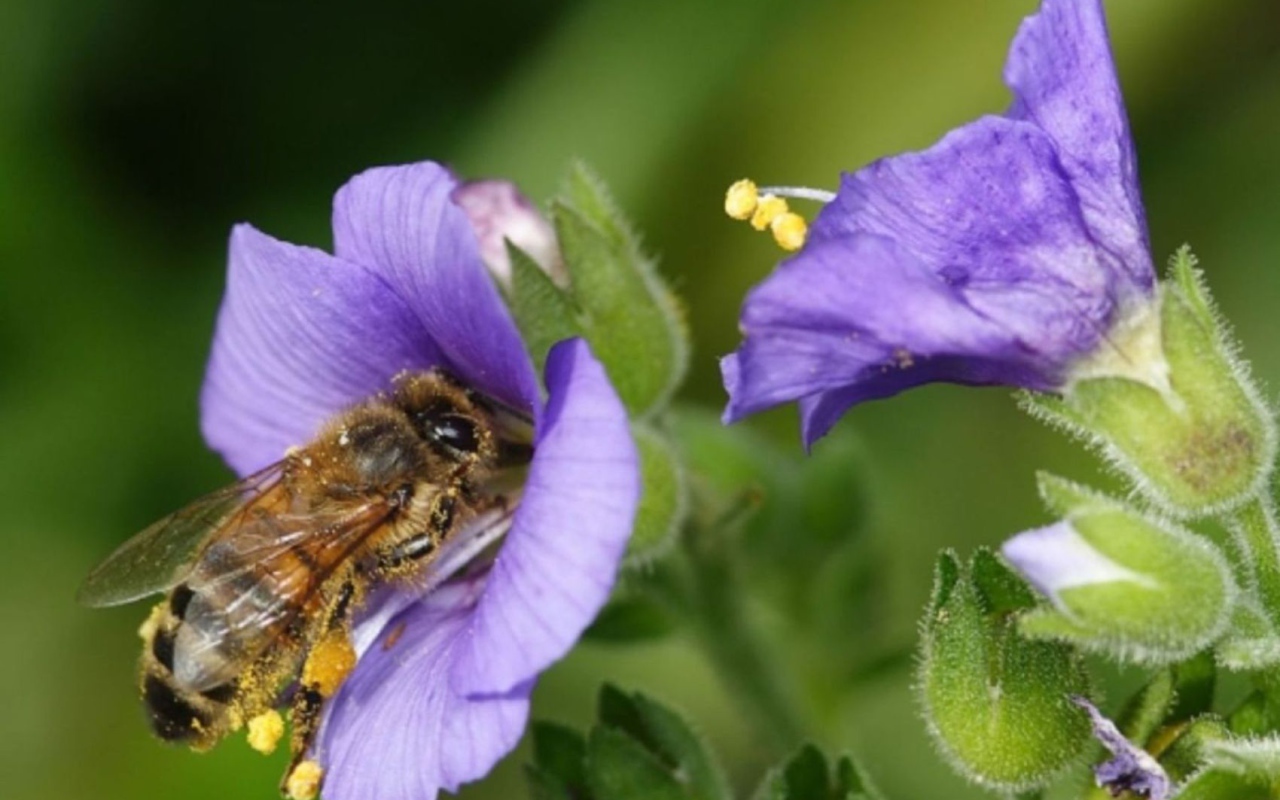 Пчела на колокольчике