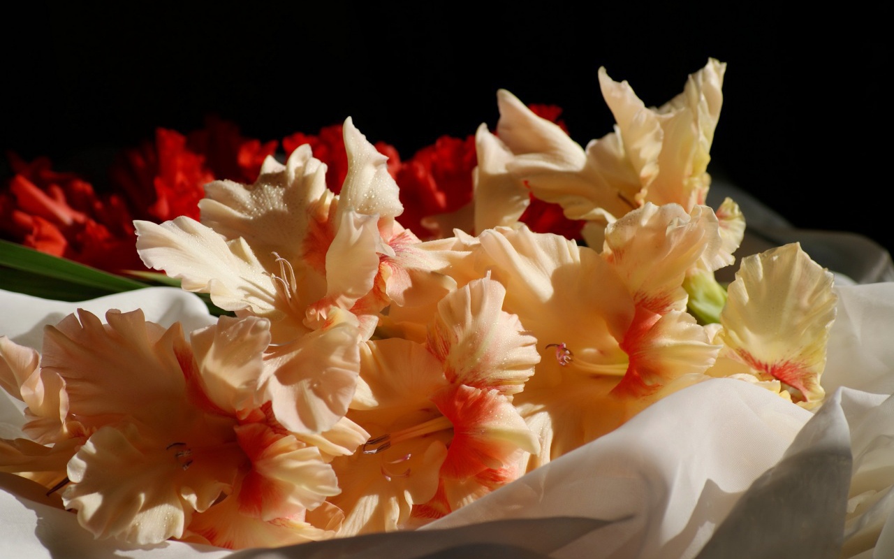 Бежевые цветы гладиолуса