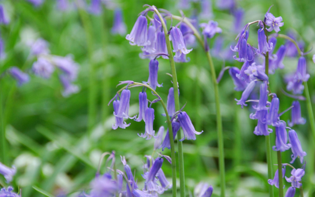 Колокольчики на лугу