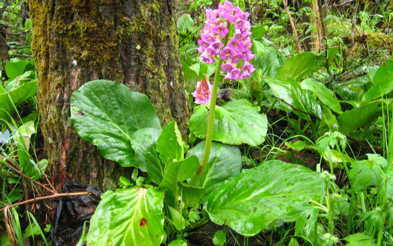 Красивые многолетние цветы бадан в лесу