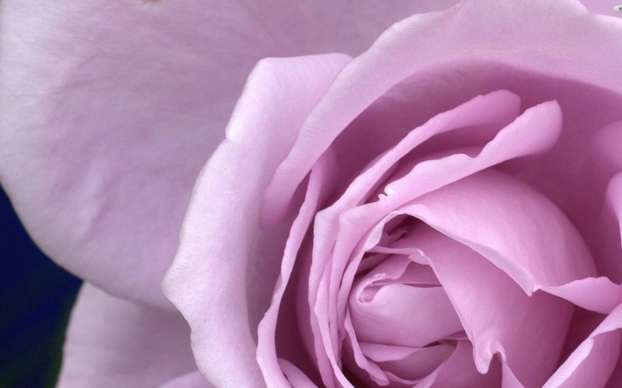 Большая фиолетовая роза крупным планом