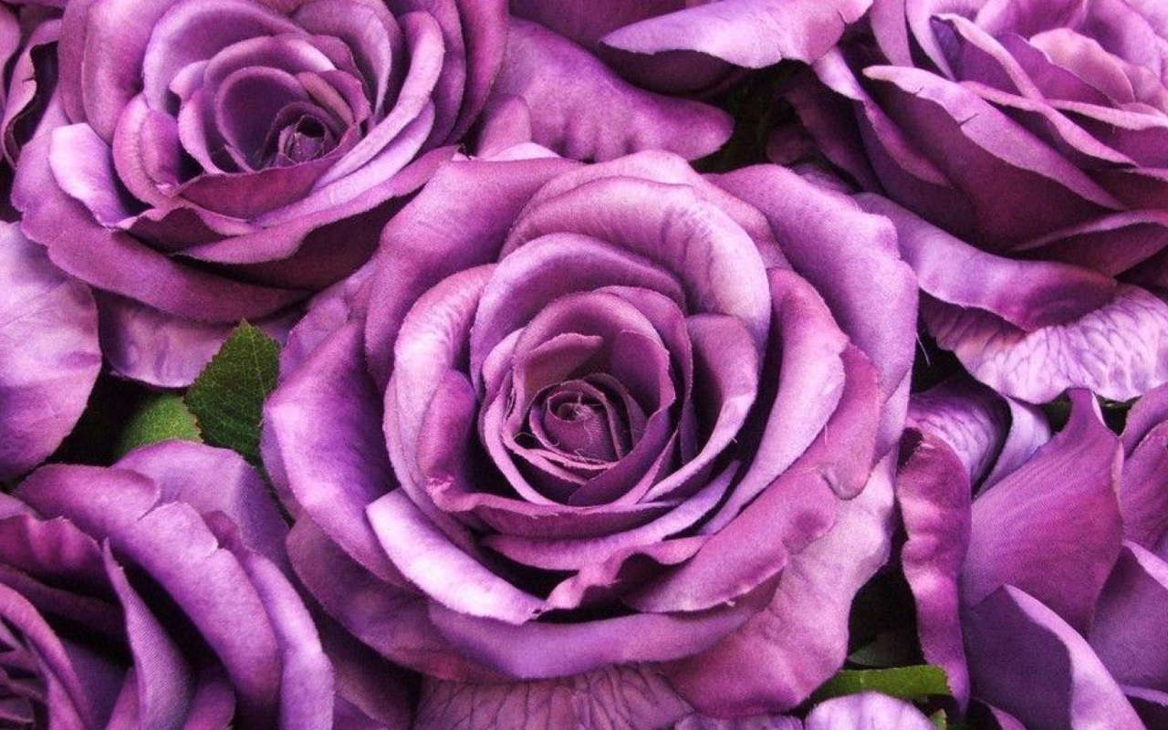 Большие фиолетовые розы