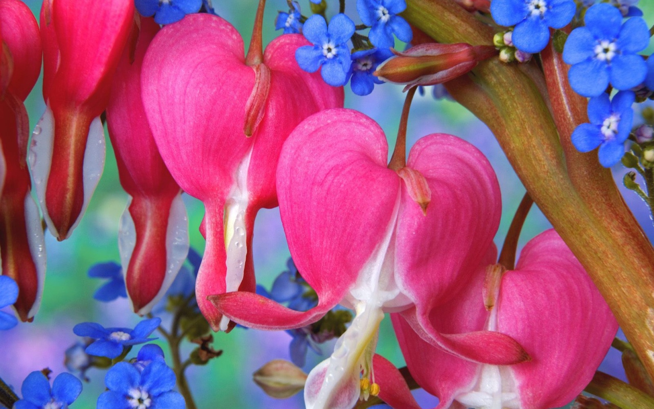 Цветы сердечки