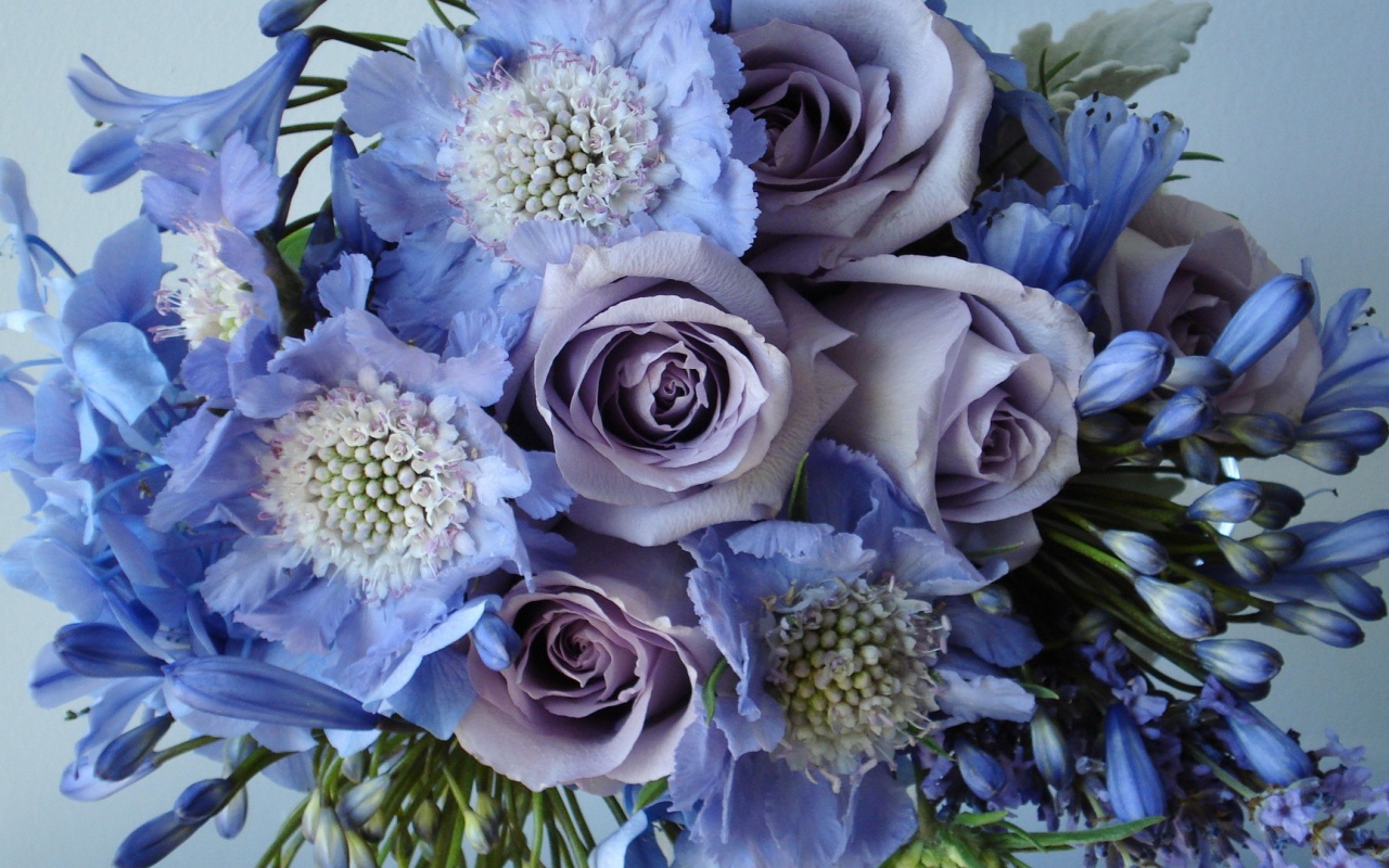 Голубые и фиолетовые цветы