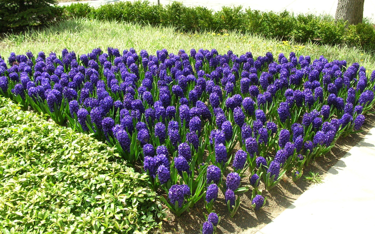 Цветы синие гиацинты расцвели на поляне