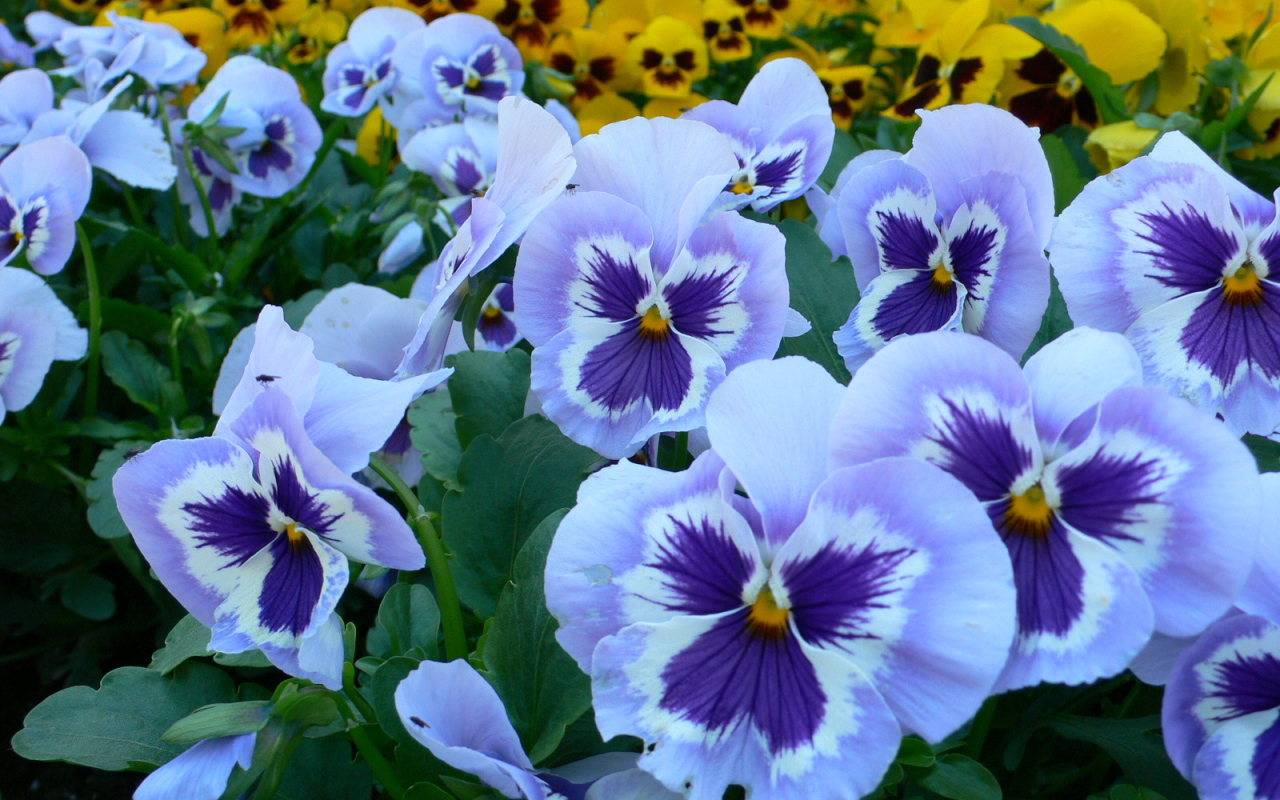 Голубые цветы анютины глазки на поляне