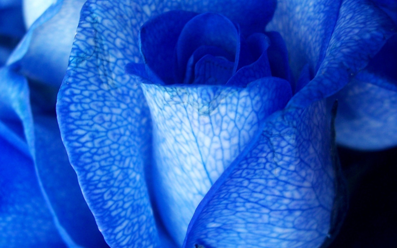 Синяя роза крупным планом