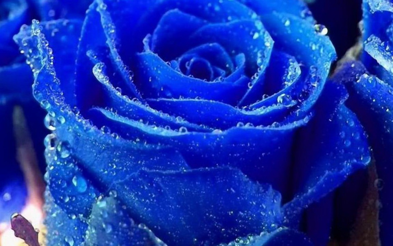 Синяя роза покрылась росой