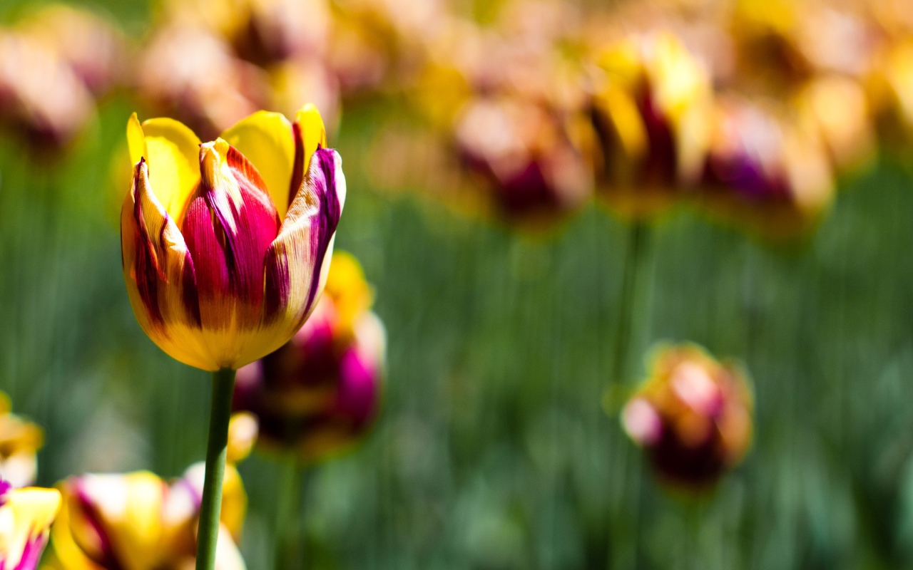 Тюльпаны в ботаническом саду