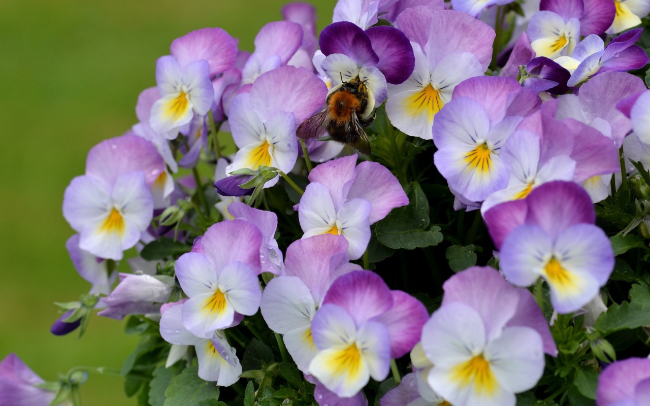 Букет виолы (фиалки, анютины глазки) 