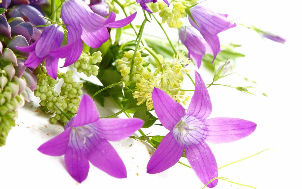 Букет из колокольчиков