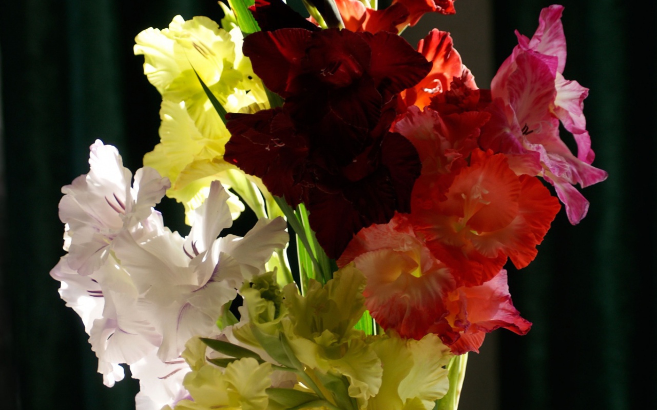 Букет разноцветных гладиолусов