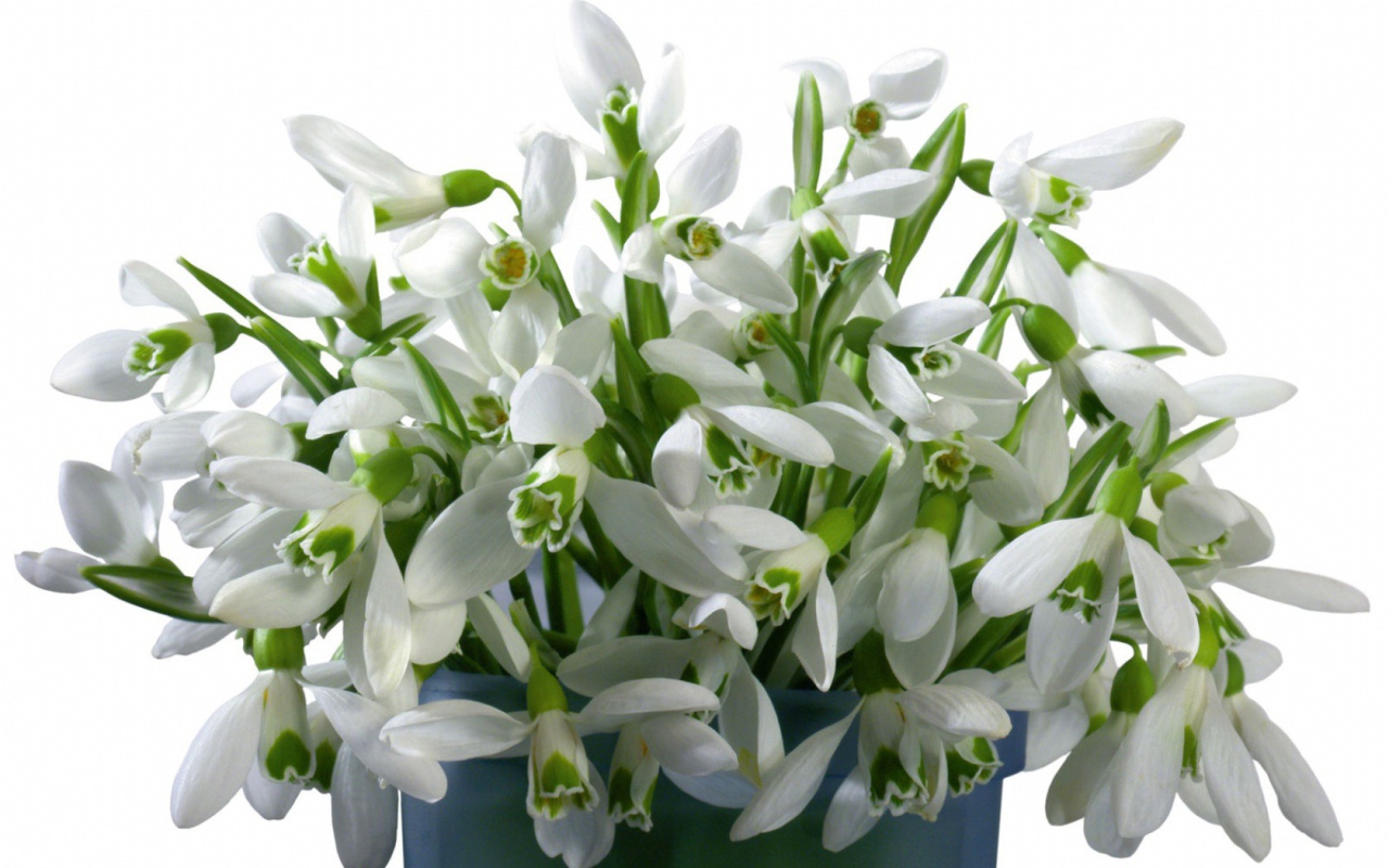 Букет белых цветов в ведре