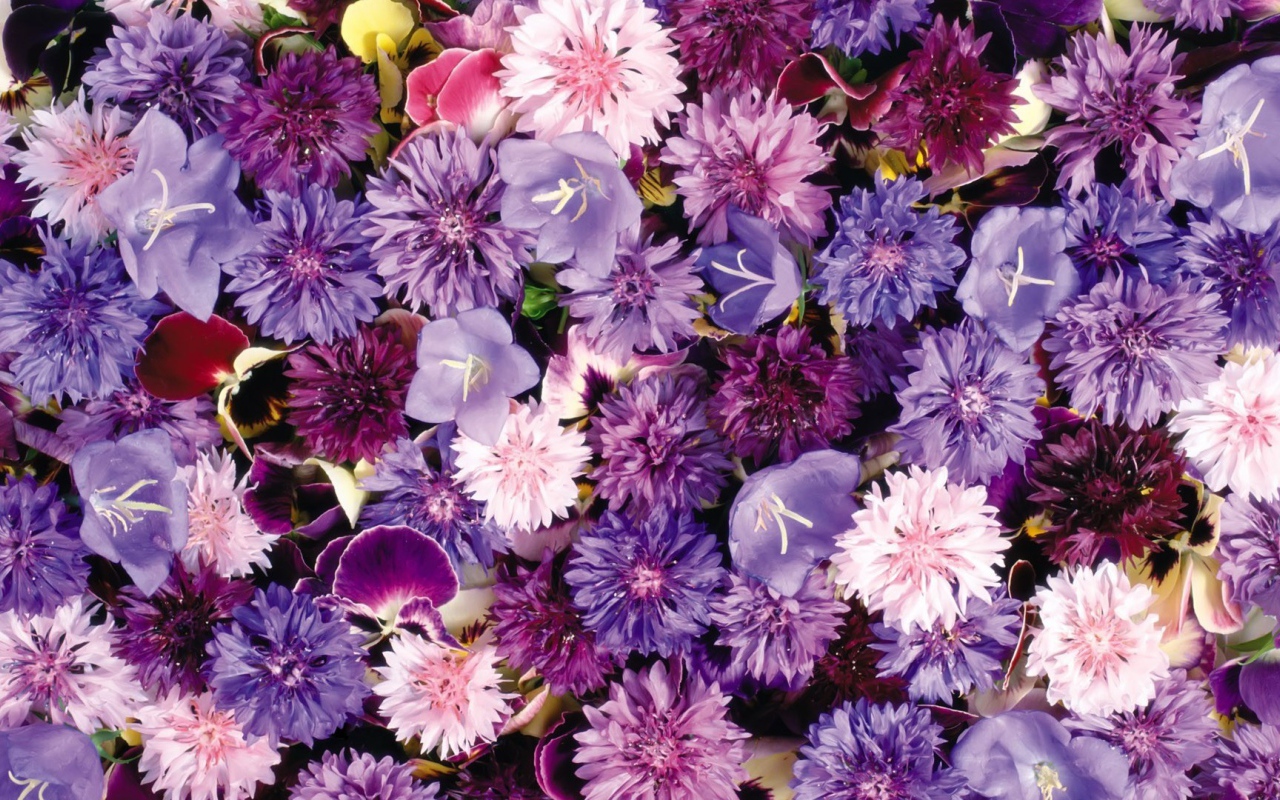 Букет полевых цветов