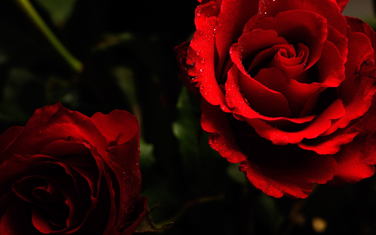 Яркие красные розы на тёмном фоне
