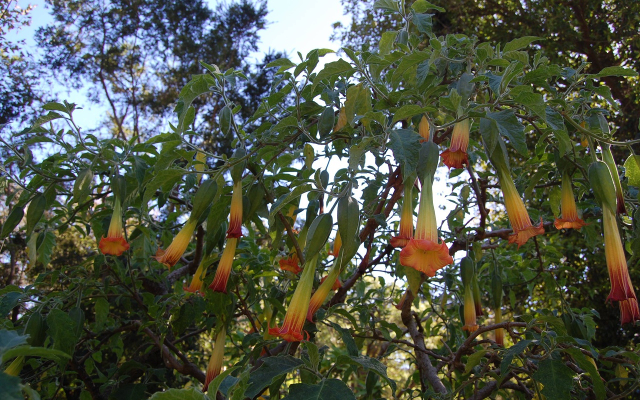 Бругмансия на дачном участке