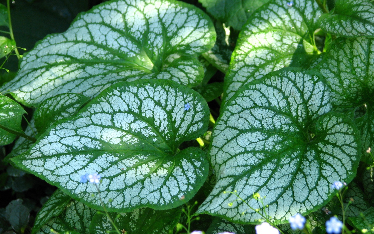 Красивое растение бруннера в лесу