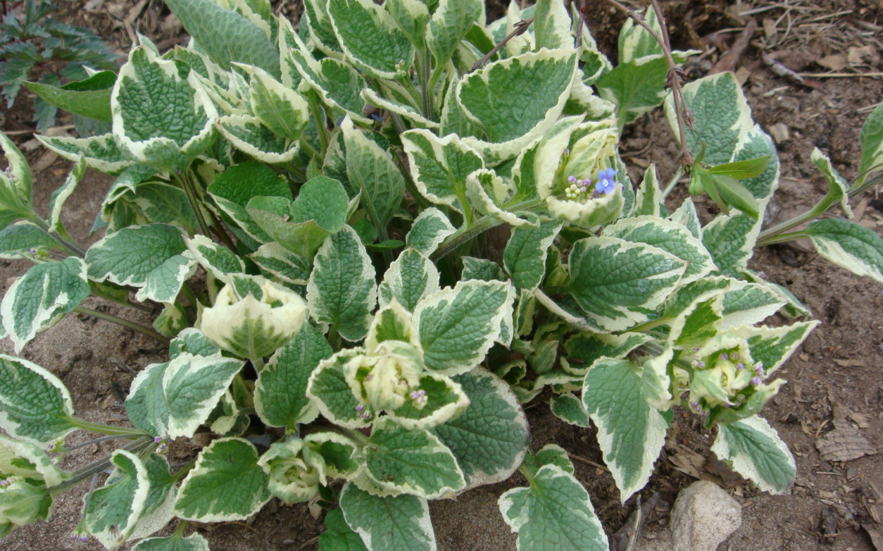 Многолетнее растение бруннера в парке