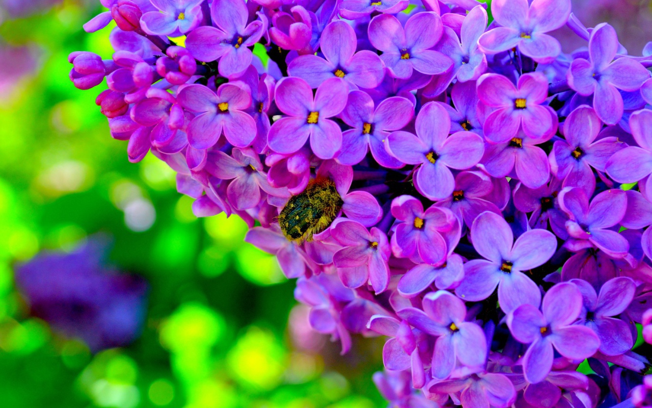 Шмель на сирени