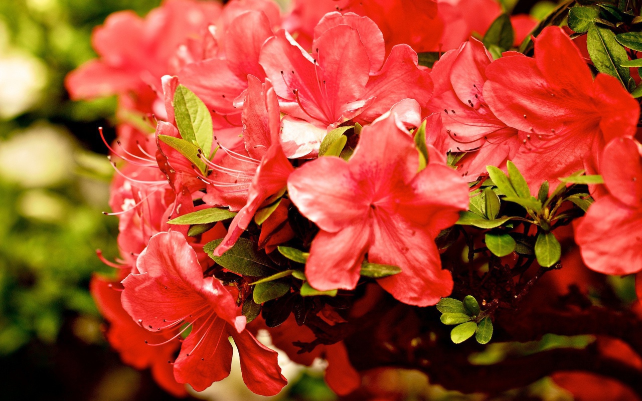 Куст красных цветов