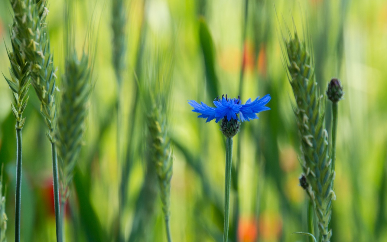 Лютик в поле