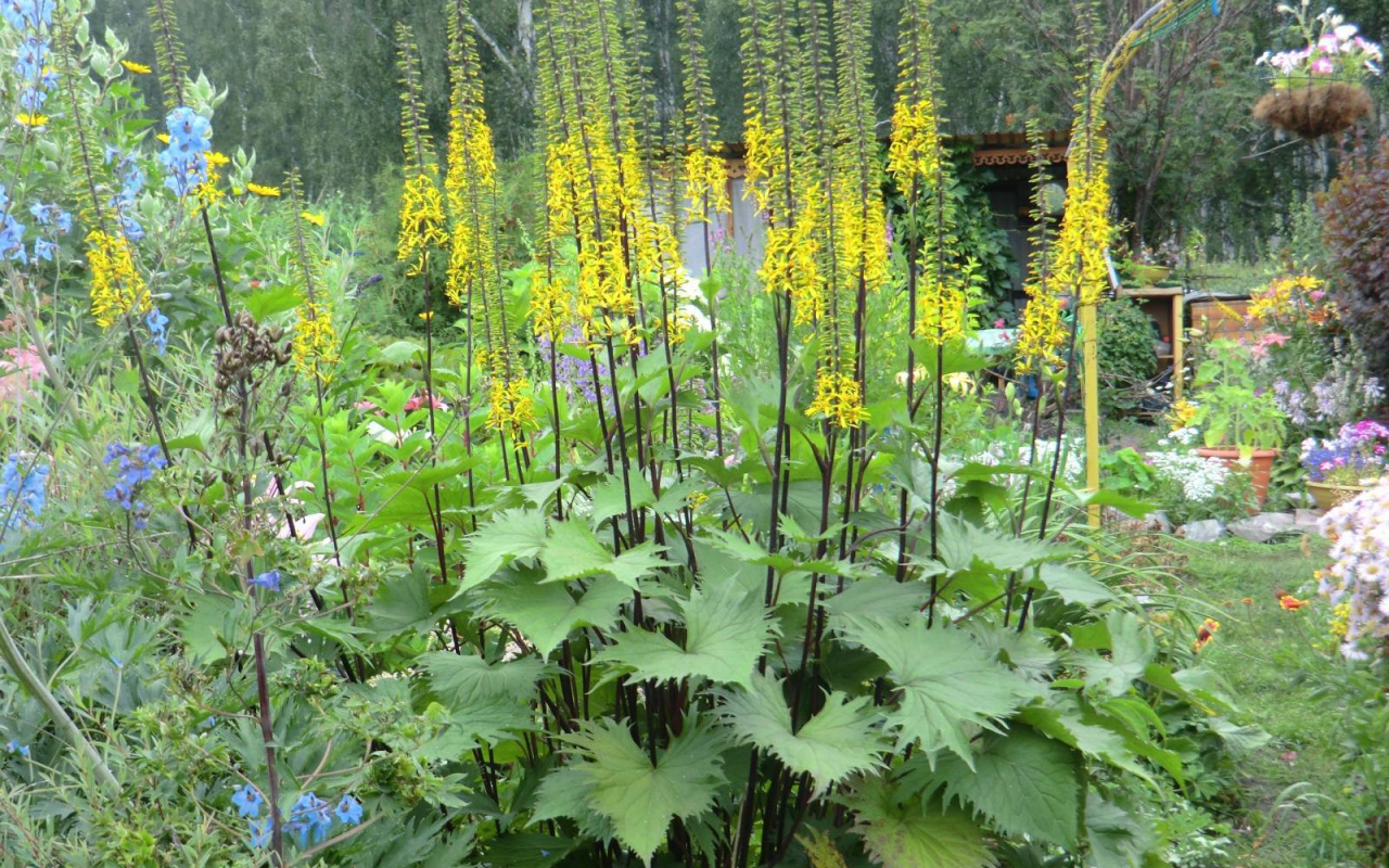 Растения бузульник в саду