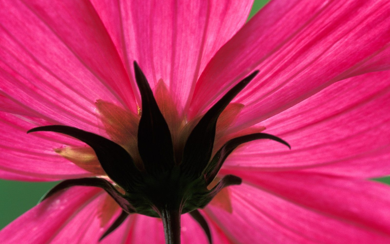 Космический цветок