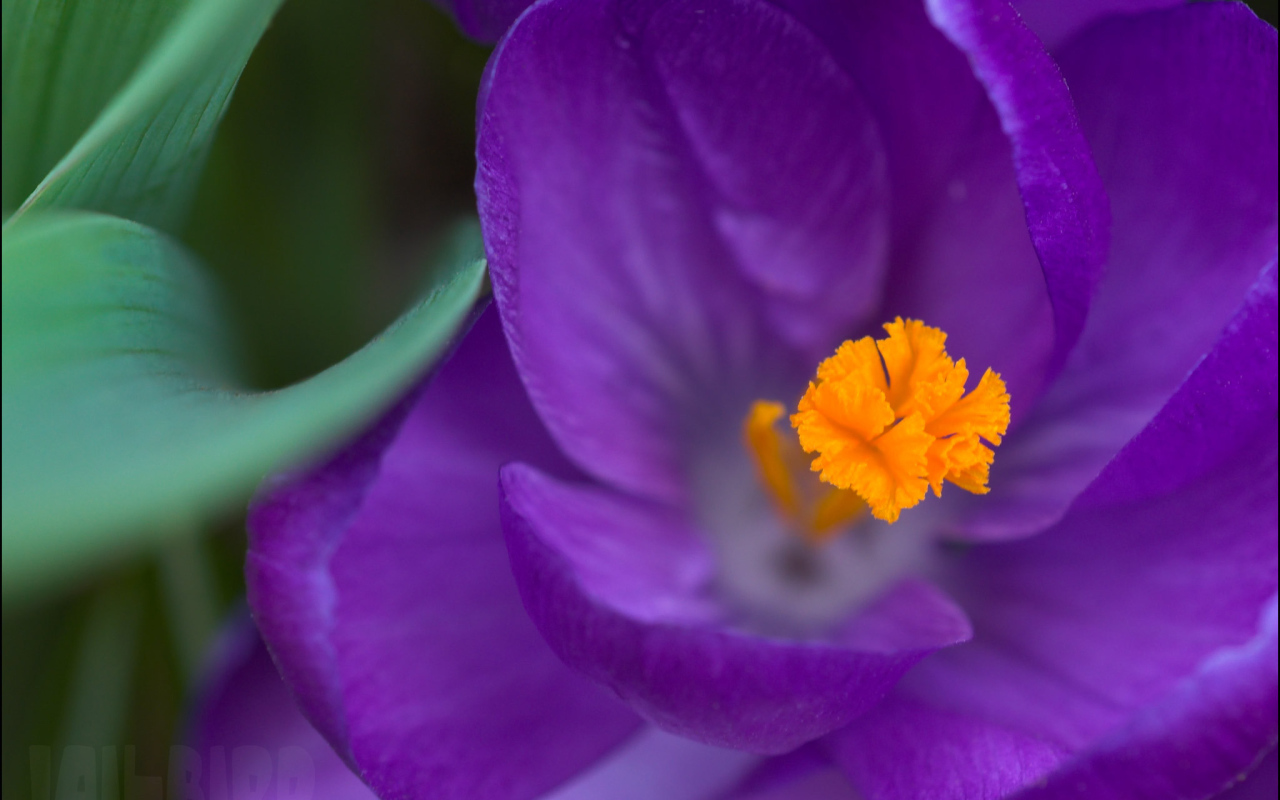 Крокус прекрасный цветок