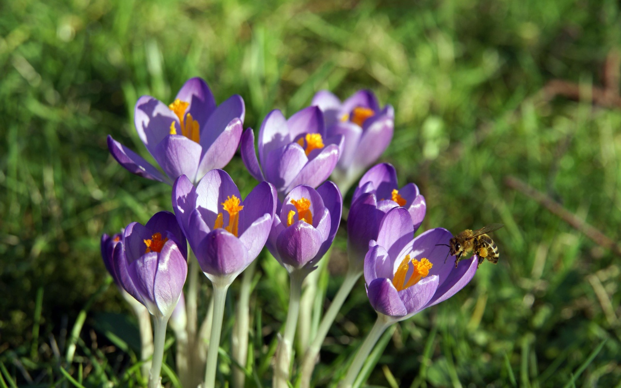 Крокус-цветы весны