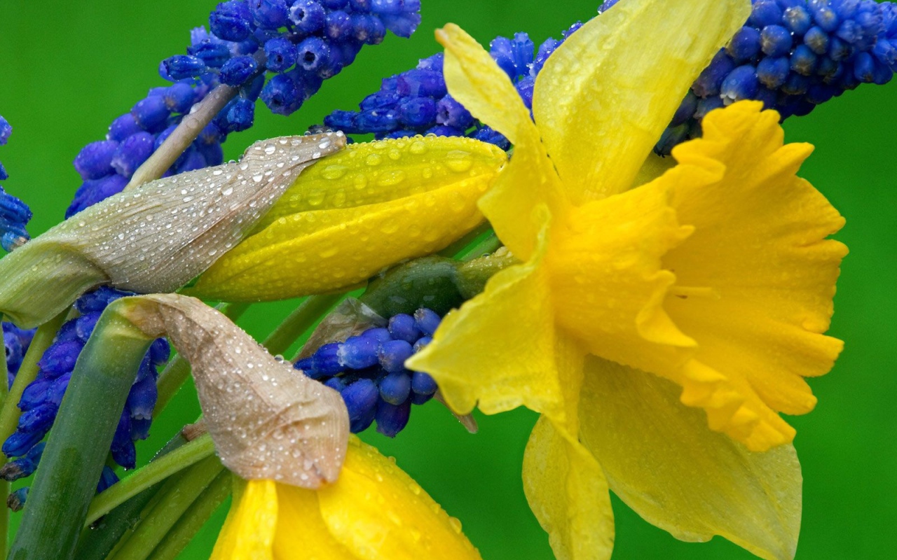 Нарциссы и гиацинты